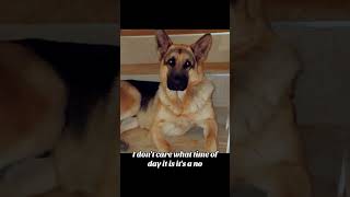 😂😂#germanshepherd #funnyanimals #doglover #dog #dogshorts #funny #dogvideos #trending #fyp