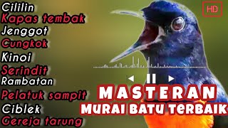 🔴MASTERAN MURAI BATU TERBAIK DIGANTANGAN || cililin kapas tembak jenggot cungkok kinoi || srindit