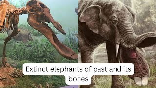 Extinct elephants of past and its bones