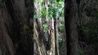 Philippines Monkey#shortvideo #fnature