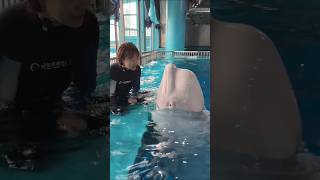 Beluga Whales! The Ocean’s Most Friendly Giants #shorts