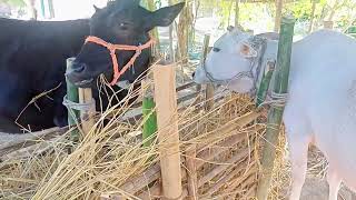 Two Cow Eating Moment Village Cow Eating Food Animal Theater