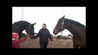 Normal day with privat training 01.02.2020 My riding school