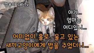 엄마잃고 홀로 울고있는 새끼고양이에게 밥을주었더니...