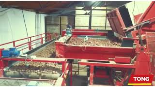 Seed Potato Grading Line featuring EasyClean separator | Tong Engineering