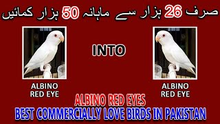 صرف 26 ہزار سے ماہانہ 50 ہزار کمائیں | ALBINO RED EYES BEST COMMERCIAL PAIR | AA BIRDS INFORMATION