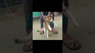 cute kitty traning walk | cute kitty meow | 5k views #shortsvideo #shorts