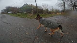 German shepherd on walk. Eros på tur. 25.10.2024. still you tubes most boring video part 2