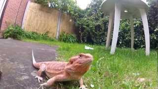 Red Bearded Dragon GoPro Clip