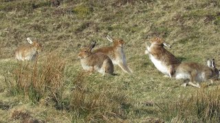 Mad March hares on Rathlin Island