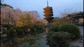 Kyoto Sakura 2022 Toji Temple at Dusk