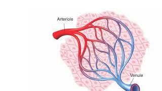 Vascular changes of acute inflammation