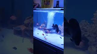 beautiful fish pets in a aquarium 😍