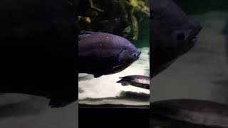 🤳🙈Camera Shy Fish🐟#subscribe #viral #youtube #youtubeshorts #md #nationalaquarium #fish