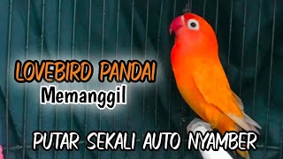 Masteran burung Lovebird,suara burung Lovebird ngekek panjang