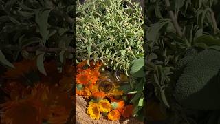 Pick Herbs Regularly For Continuous Growth and Abundance