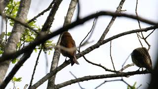 Male Crossbill with juveniles Mendips 1