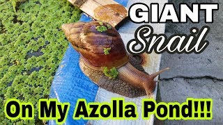 Giant African Land Snail Crawling On My Azolla Pond - Integrated Backyard Farming