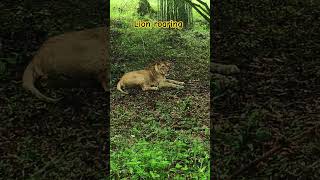 Lion roaring #lion #roar #bannerghattabiologicalpark #junglesafari #viralvideo #trending