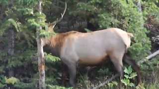 Yellowstone Young Bull Elk rubbing antlers