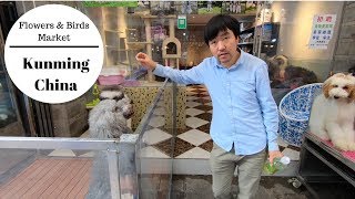 Kunming City | What You'll Find In Flowers And Birds Market Of Kunming | The City Of Eternal Spring