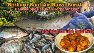 Berburu Saat Air Rawa Surut, Banyak Spesies Ikan Terperangkap || Super Pedas!! Ikan balado