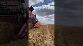 Moisson de blé avec deux machines