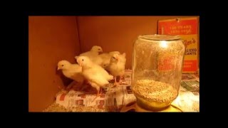 Baby Chicks At One Week Old