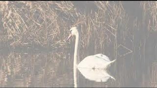 Targu Jiu: The Hidden Wildlife Paradise