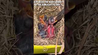 Baby Birds In Danger🐣 Kind Man Saves Nest From Mud #shorts