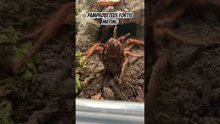 Pamphobeteus fortis mating #pamphobeteus #tarantula #spider #tarantulas #breeding