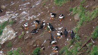 Puffins messing about at the end of the nesting season