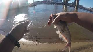 2nd channel of year 4-9-19 Ohio river Cincinnati Bank fishing B