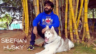 Surviva Song Whatsapp Status | SIBERIAN HUSKY | DOG LOVE  ❤