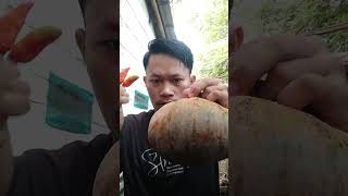 Labu-labu pake cabe rawit #shorts #trending #viral