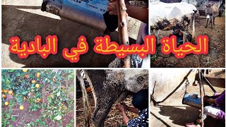 جولة في العروبية،اكتشفوا معي اسرار الحياة البسيطة ،طريقة حلب و مخض الحليب القديمة🐄🐂 #جولة_في_البادية