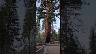 Grizzly Giant sequoia tree charred in forest fire - E-man as size reference at Mariposa Grove