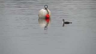 Black throated Diver, meets buoy Chew