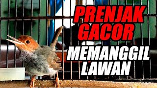 SUARA KICAU PRENJAK KEPALA MERAH GACOR DORRRRRRR | COCOK UNTUK PANCINGAN &  MASTERAN PRENJAK JUARA