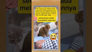 AYAH OYEN NGOROK #shortvideo #cat #oyenbarbar #catlover #shorts