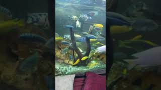 African Cichlid Aquarium #shorts