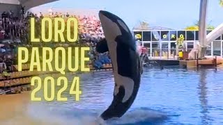 Loro Parque Orca show 2024