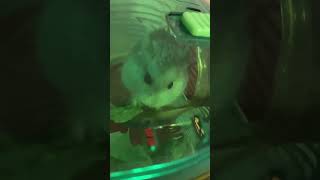 Just a quick video of my hamster, Clara, eating some lettuce which I gave to her a as a treat. 🐹