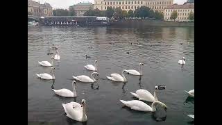 Beautiful swans in Prague.-Прекрасные лебеди в Праге.