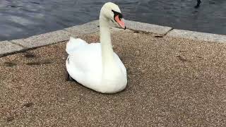 The most suspicious swan