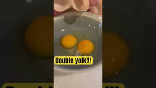 Double yolk!  #backyardchickens #eggs