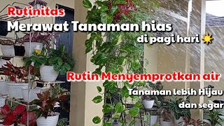 Rutin menyemprotkan air ke daun tanaman_daun lebih hijau dan segar || Morning routine