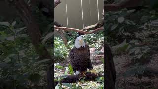 They are large birds, with wingspans ranging from 6 to 8 feet (1.8 to 2.4 meters).