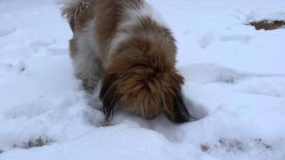 Mia in the Snow