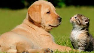 10 increibles momentos de mascotas defendiendo humanos / 10 moments dogs and cats human